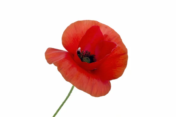 Wild poppy flower close up — Stock Photo, Image