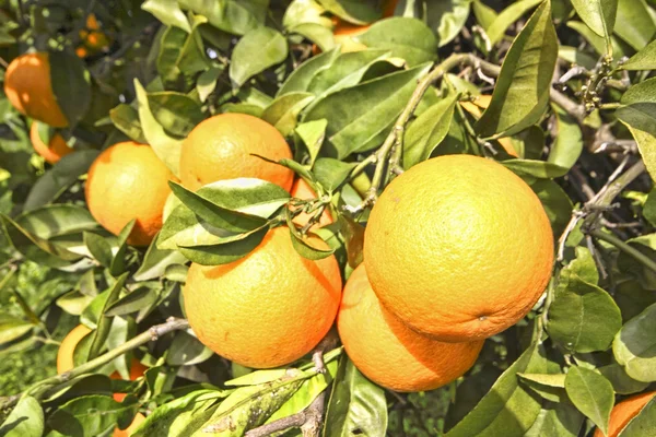 Portakal ilkbahar portakal ağacında üzerinde — Stok fotoğraf