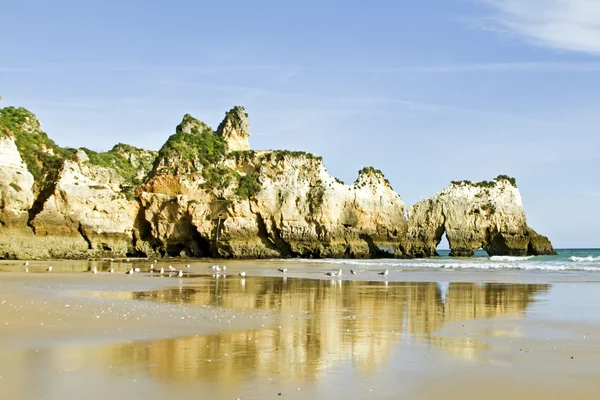 Uccelli sulle rocce vicino all'oceano in Portogallo — Foto Stock