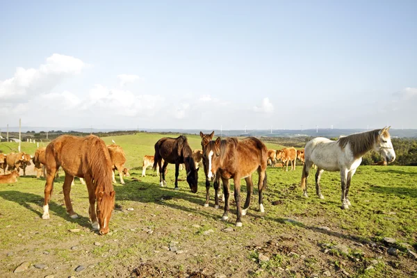 Konie i krowy w polach — Zdjęcie stockowe