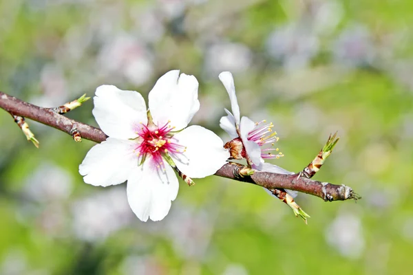 Flores de almendras florecientes en primavera en Portugal —  Fotos de Stock