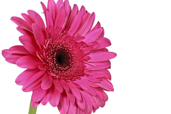 Pink gerbera flower on a white background — Stock Photo, Image