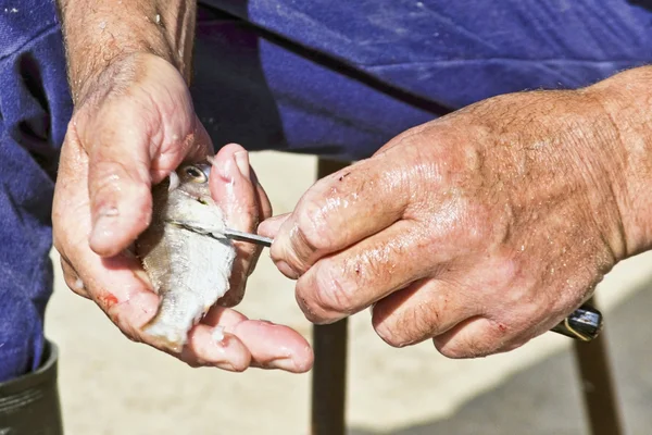 stock image Peeling a fish