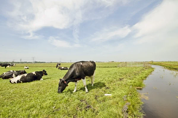 नीदरलैंड से ग्रामीण क्षेत्र में गायों — स्टॉक फ़ोटो, इमेज