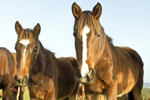 Hästar i fälten — Stockfoto