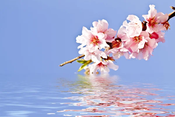 Fialové květy na vodě — Stock fotografie