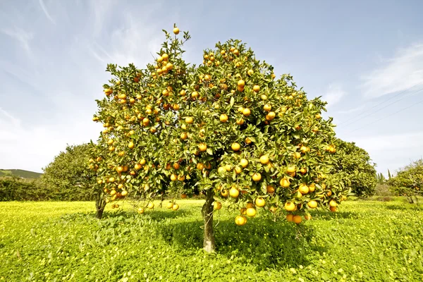 Portakal bahar tam portakal ağacında — Stok fotoğraf