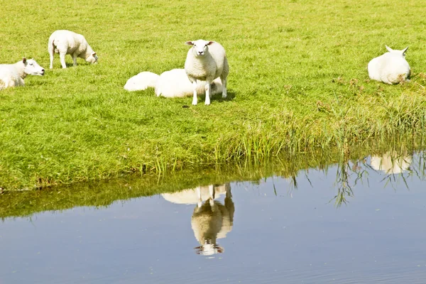 Ovinos e cordeiros na primavera — Fotografia de Stock
