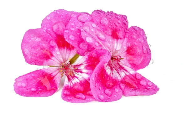 Фіолетові квіти на білому тлі — стокове фото
