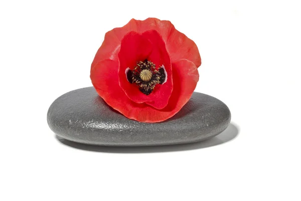 빨간 양 귀 비 꽃과 Pepple 돌 — 스톡 사진