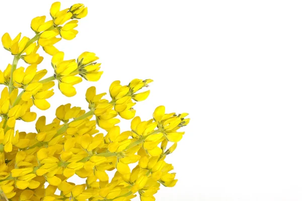 Beyaz zemin üzerine sarı lupine — Stok fotoğraf