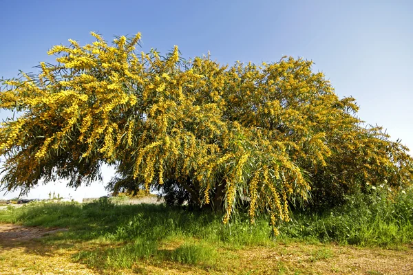 Çiçek açması Mimoza ağaç — Stok fotoğraf