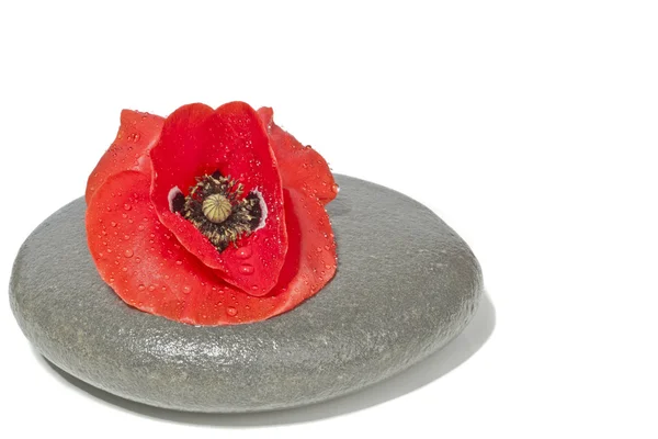 Pedra zen com flor de papoula vermelha com gotas de água — Fotografia de Stock
