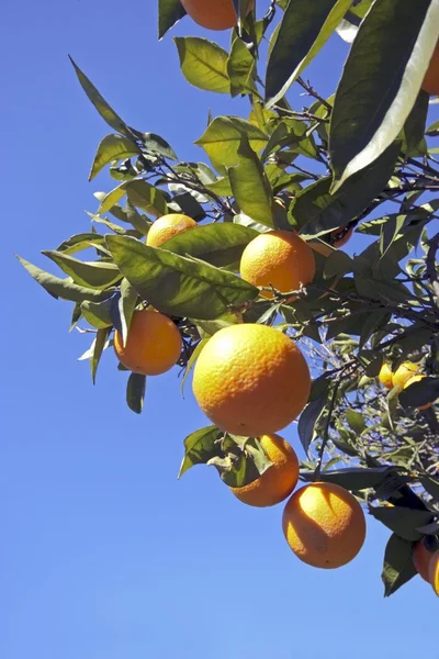 Pomarańcze pomarańczowy drzewo w wiosenny — Zdjęcie stockowe