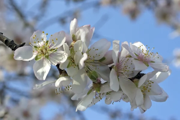 Krásné bílé květy na jaře — Stock fotografie