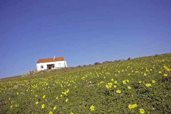 Staré portugalské dům v polích kvetoucí na jaře, v Portugalsku proti modré obloze — Stock fotografie