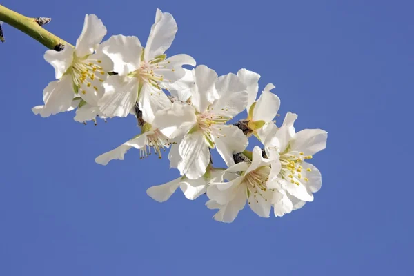Hermosa flor blanca en primavera —  Fotos de Stock
