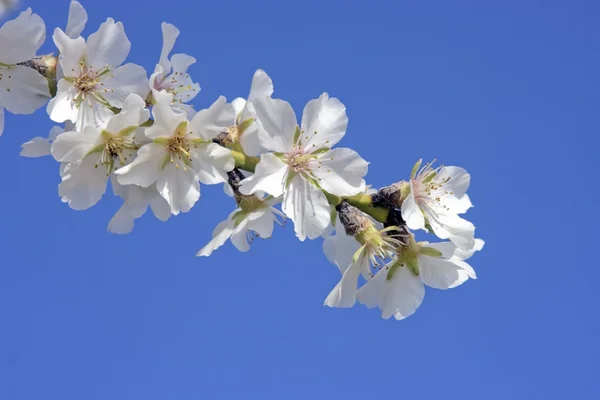 Hermosa flor blanca en primavera en Portugal contra un cielo azul —  Fotos de Stock
