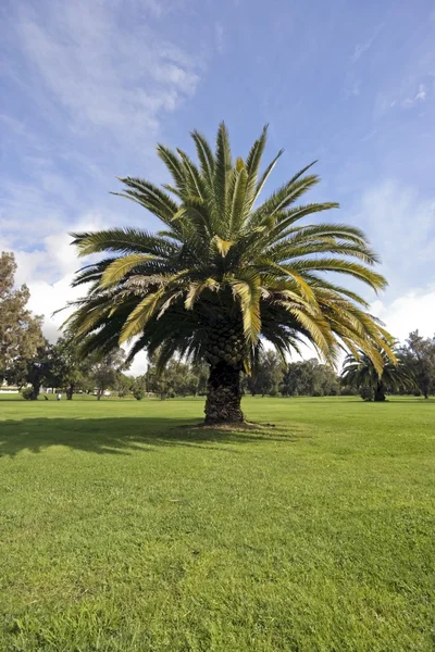 Palmtree on green grass in Portugal — Stock Photo, Image