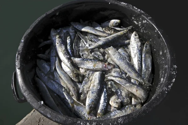Vers gevangen sardines — Stockfoto