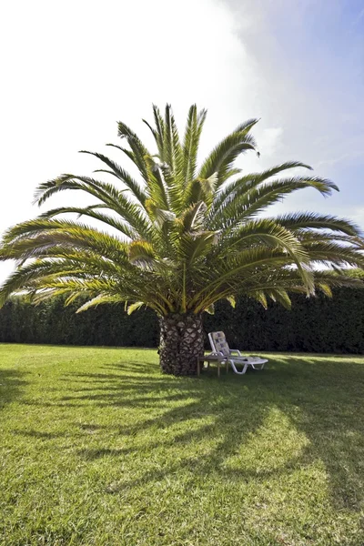 Palme auf grünem Gras in Portugal — Stockfoto