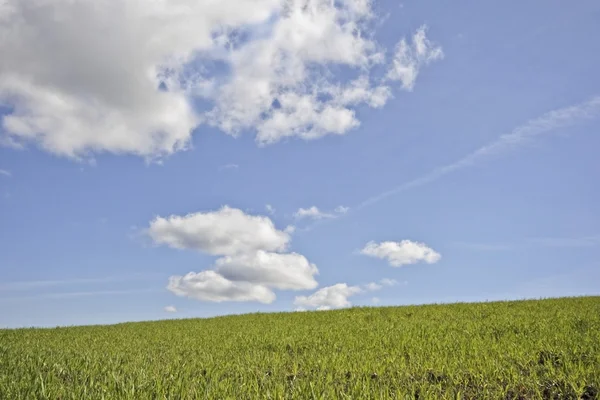 Léto, zelené trávy a modrá obloha — Stock fotografie