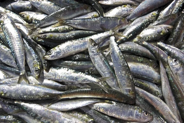Verse sardines, kan worden gebruikt als achtergrond — Stockfoto