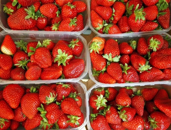 Φράουλες σε κουτιά που είναι έτοιμο να πωλήσει — Φωτογραφία Αρχείου