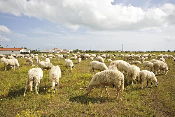 Gregge di pecore nelle campagne del Portogallo — Foto Stock