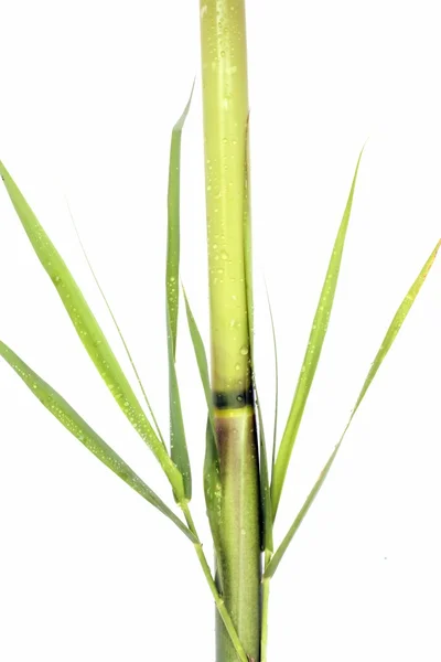 白で隔離される露の滴で新鮮な緑の竹 — ストック写真