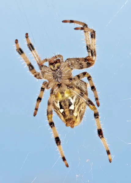 stock image Spider in his web against a blue sky