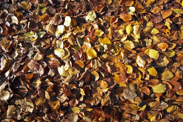 Leaves in autumn — Stock Photo, Image