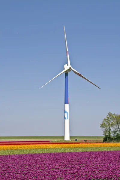 Вітрові турбіни і тюльпанові поля — стокове фото
