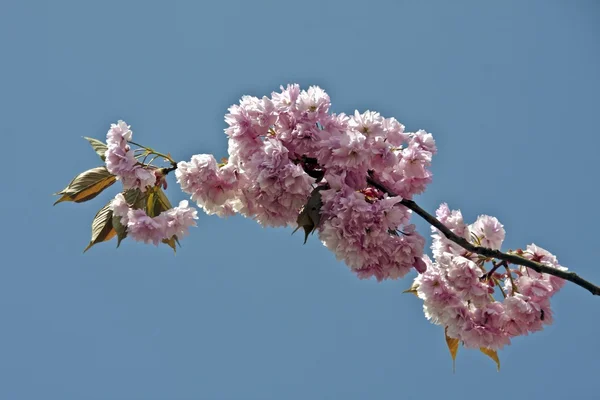 Нежный розовый цветок на фоне голубого неба — стоковое фото