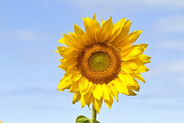 Beautiful sunflower against a blue sky Royalty Free Stock Images