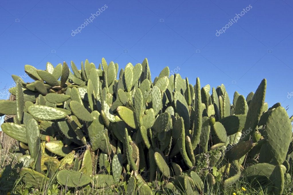 Cactus plants in the wild nature in Portugal — Stock Photo © nilaya ...