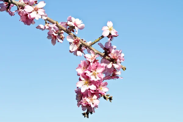 Цветущие миндальные цветы и голубое небо весной — стоковое фото