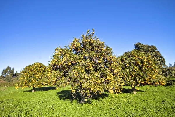 Portakal ağacı — Stok fotoğraf