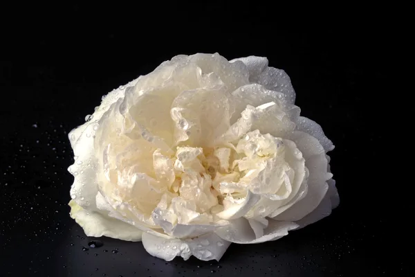 White rose against a black background — Stock Photo, Image