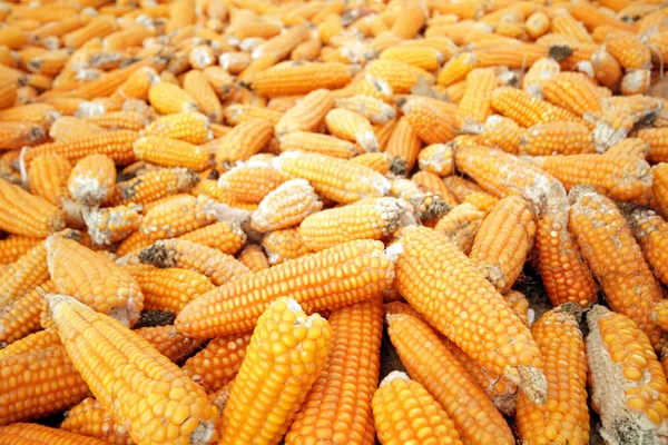 Кукуруза готова к производству — стоковое фото