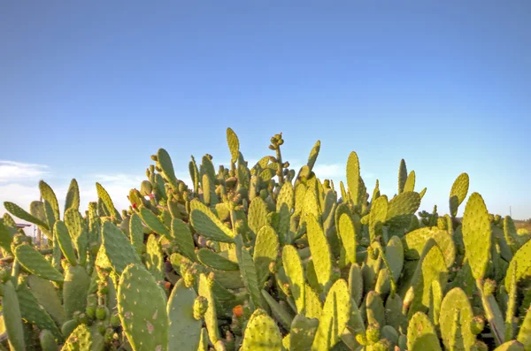 stock image Cactus plants in the wild nature in Portugal