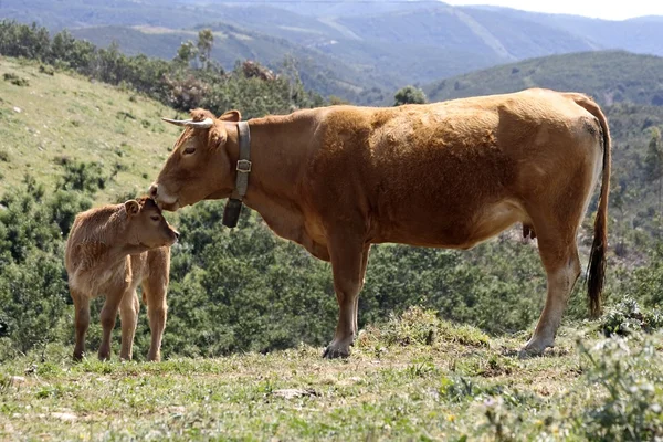 Vache-mère et veau dans la nature en portugais — Photo