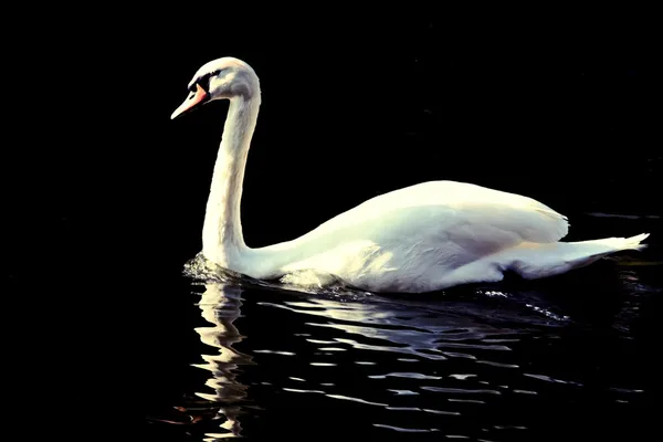 Cisne blanco en el agua —  Fotos de Stock