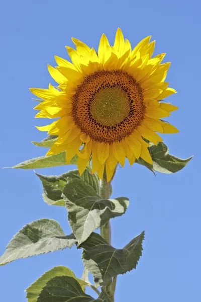Sonnenblume und blauer Himmel — Stockfoto