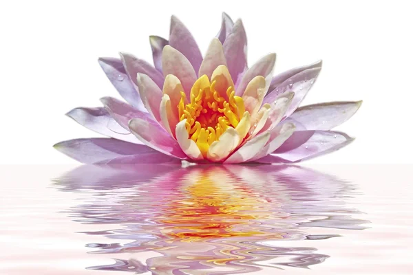Lyserød lotus blomst - Stock-foto