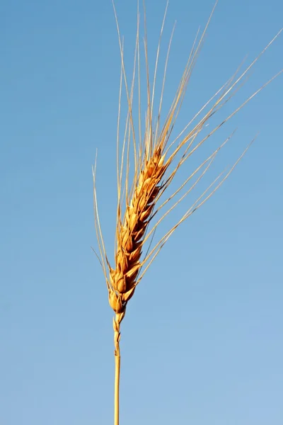 Wheat ear against a blue sky — Stock Photo, Image