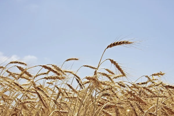Wheat growing — Stock Photo, Image