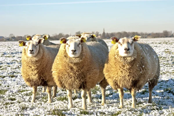 Moutons dans les champs en hiver aux Pays-Bas — Photo