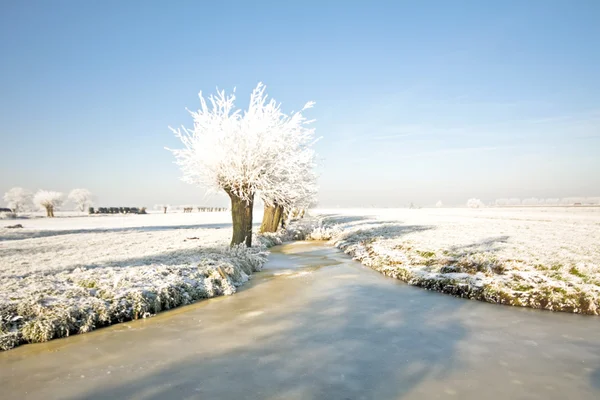 Winter in den Niederlanden — Stockfoto
