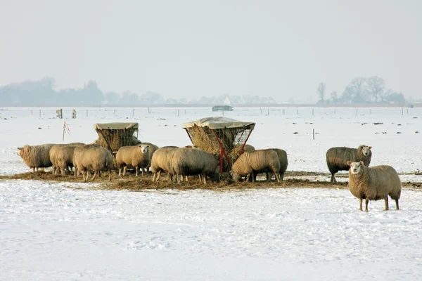 Πρόβατα στους τομείς από την Ολλανδία το χειμώνα — Φωτογραφία Αρχείου